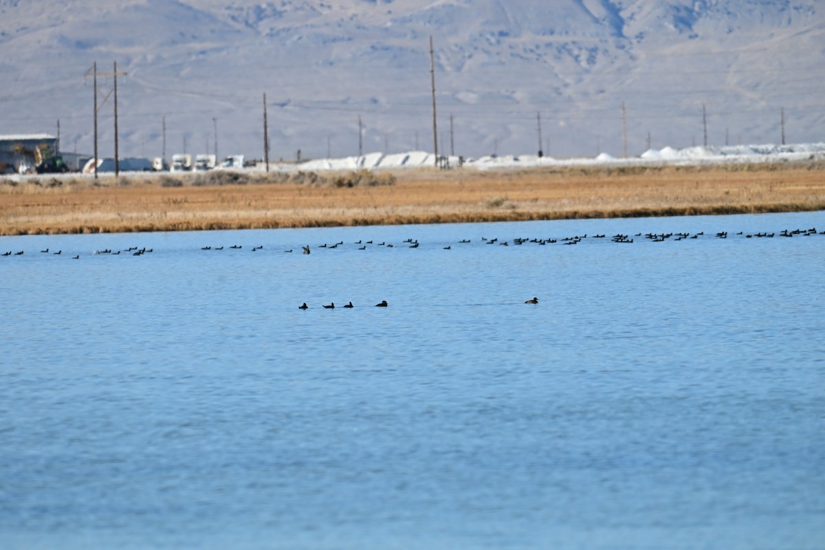 Морская чернеть - ML645049233