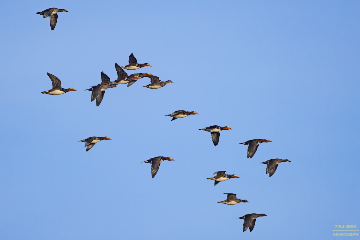 Mandarin-ahatea - ML645049236