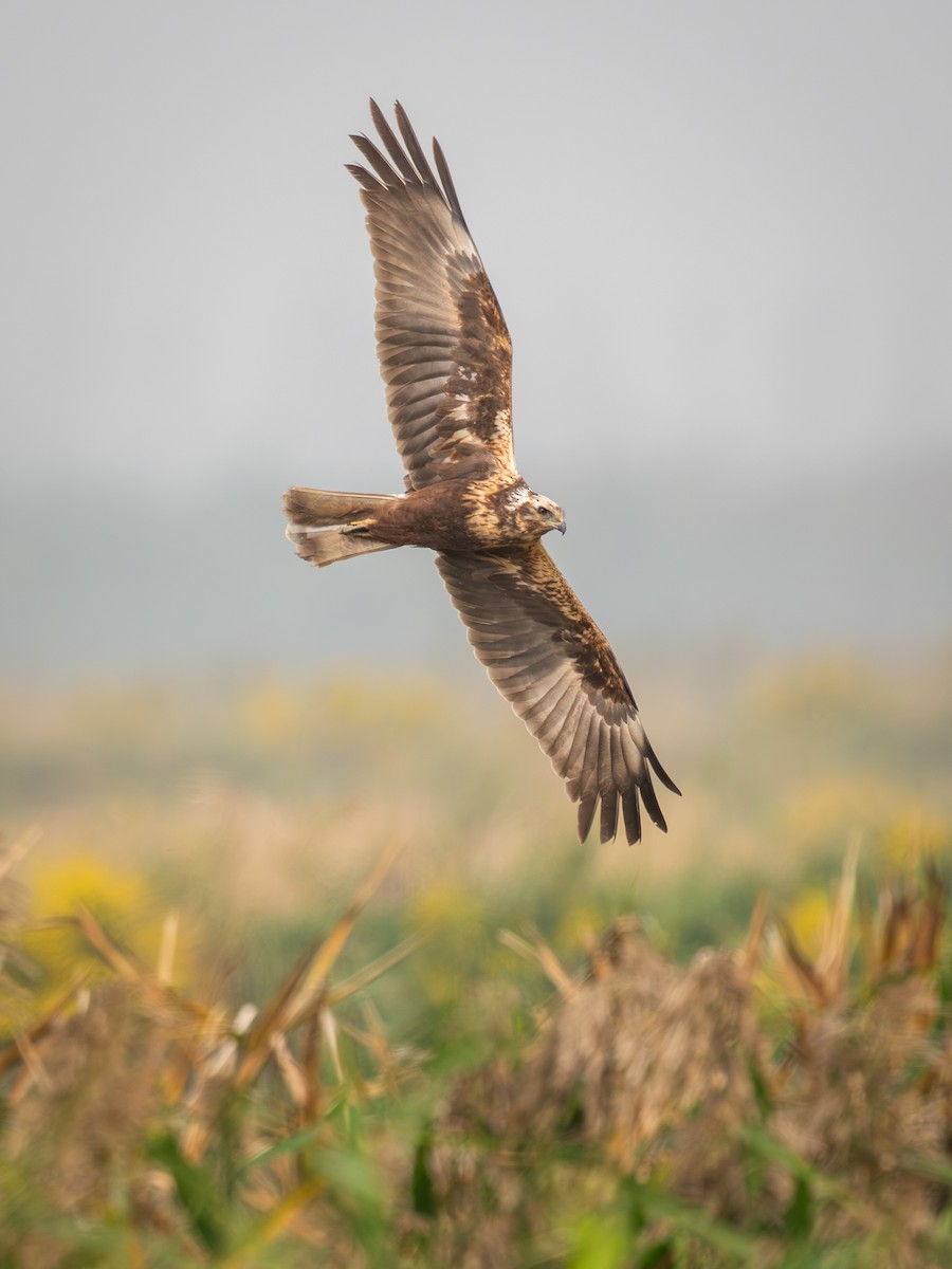Eastern Marsh Harrier - ML645049249