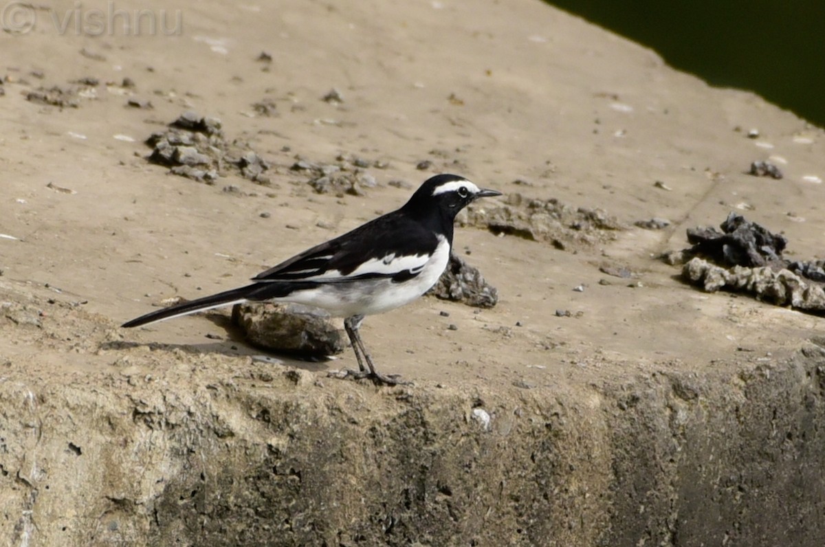 Bergeronnette indienne - ML645049251