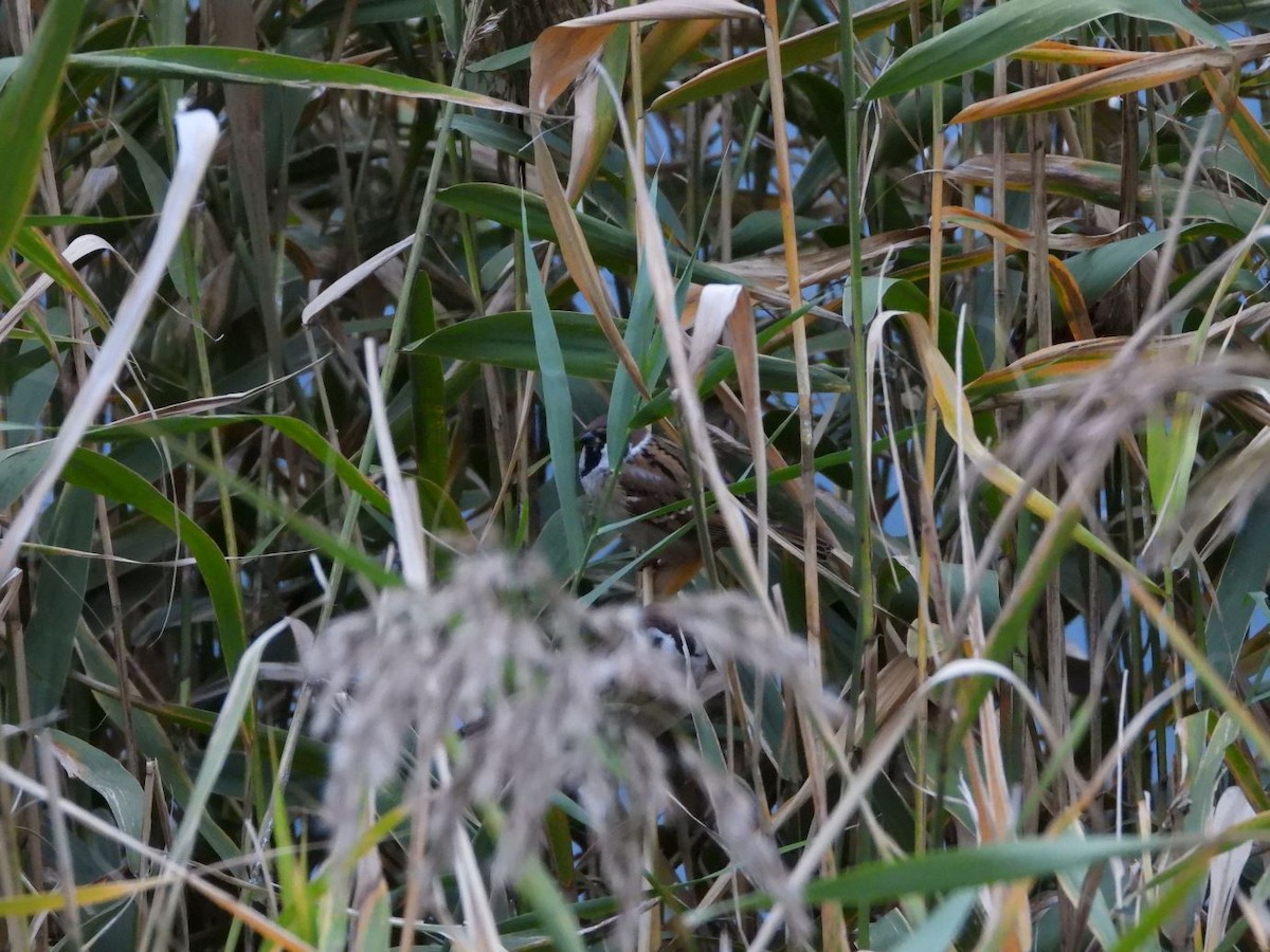 pilfink - ML645049257