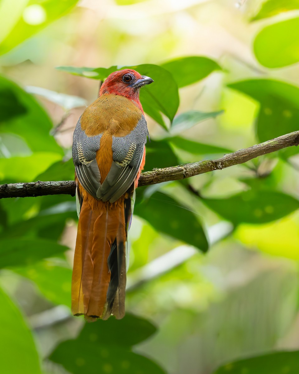 Red-headed Trogon - ML645049260