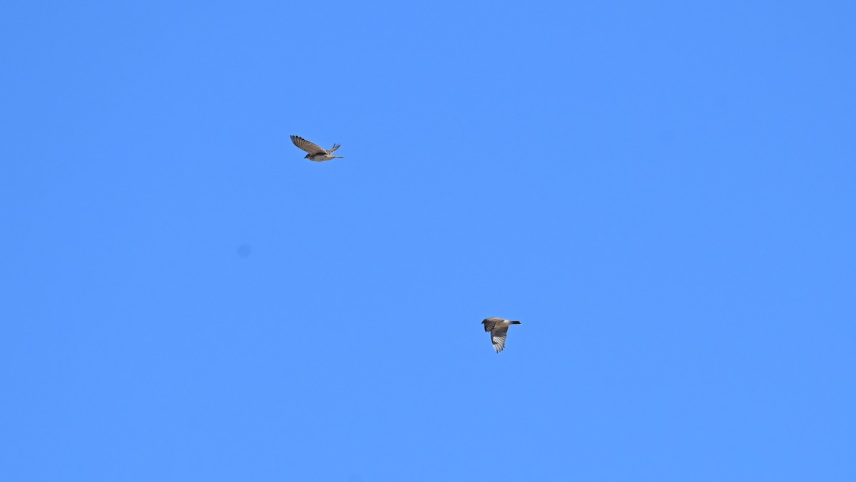 Horned Lark - ML645049265