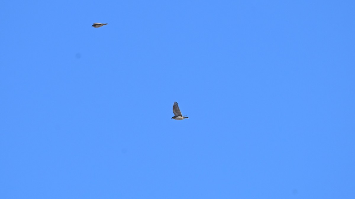 Horned Lark - ML645049266