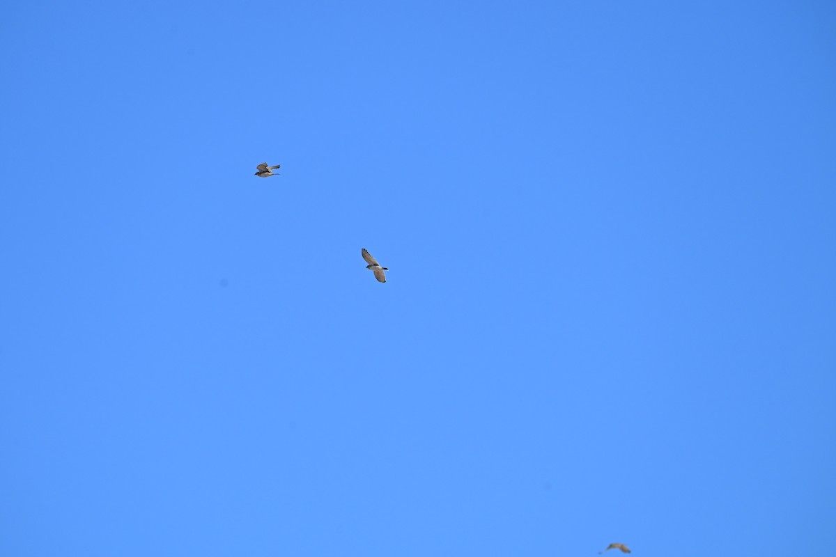 Horned Lark - ML645049267