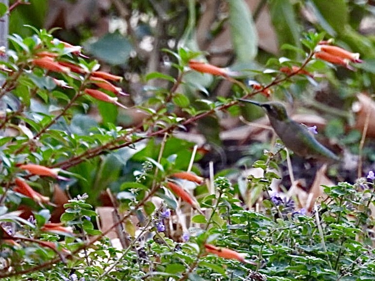 Ruby-throated Hummingbird - ML645049268