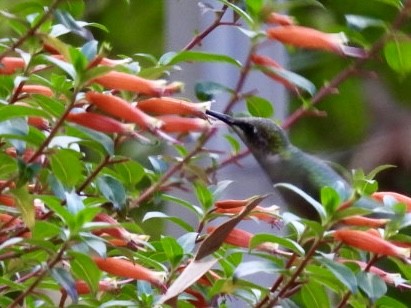Ruby-throated Hummingbird - ML645049269