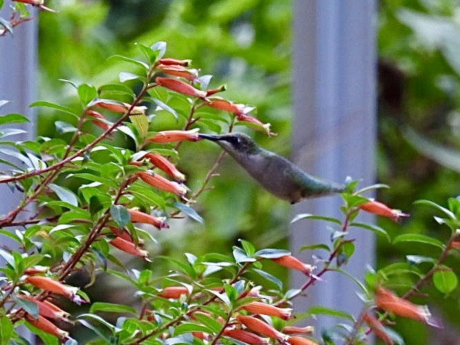 Ruby-throated Hummingbird - ML645049270