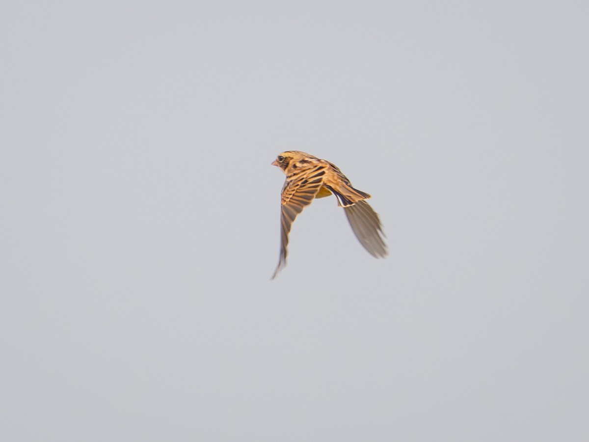 Ochre-rumped Bunting - ML645049271