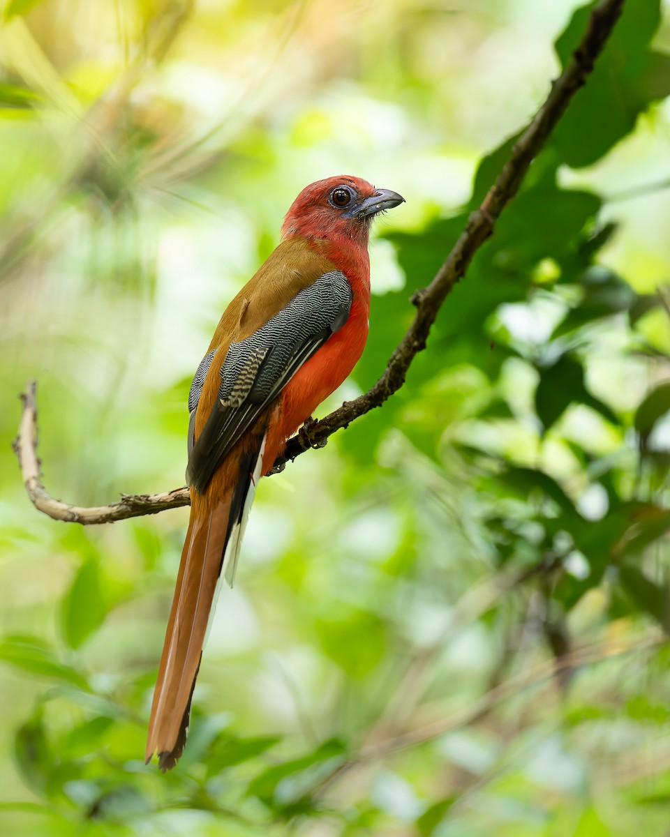Red-headed Trogon - ML645049272
