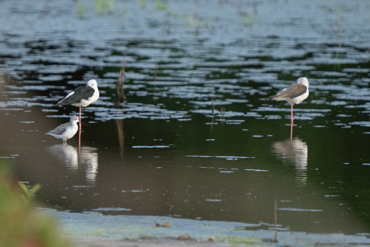 Zankaluze eurasiarra - ML645049273