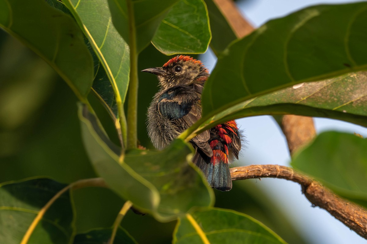Scarlet-backed Flowerpecker - ML645049284