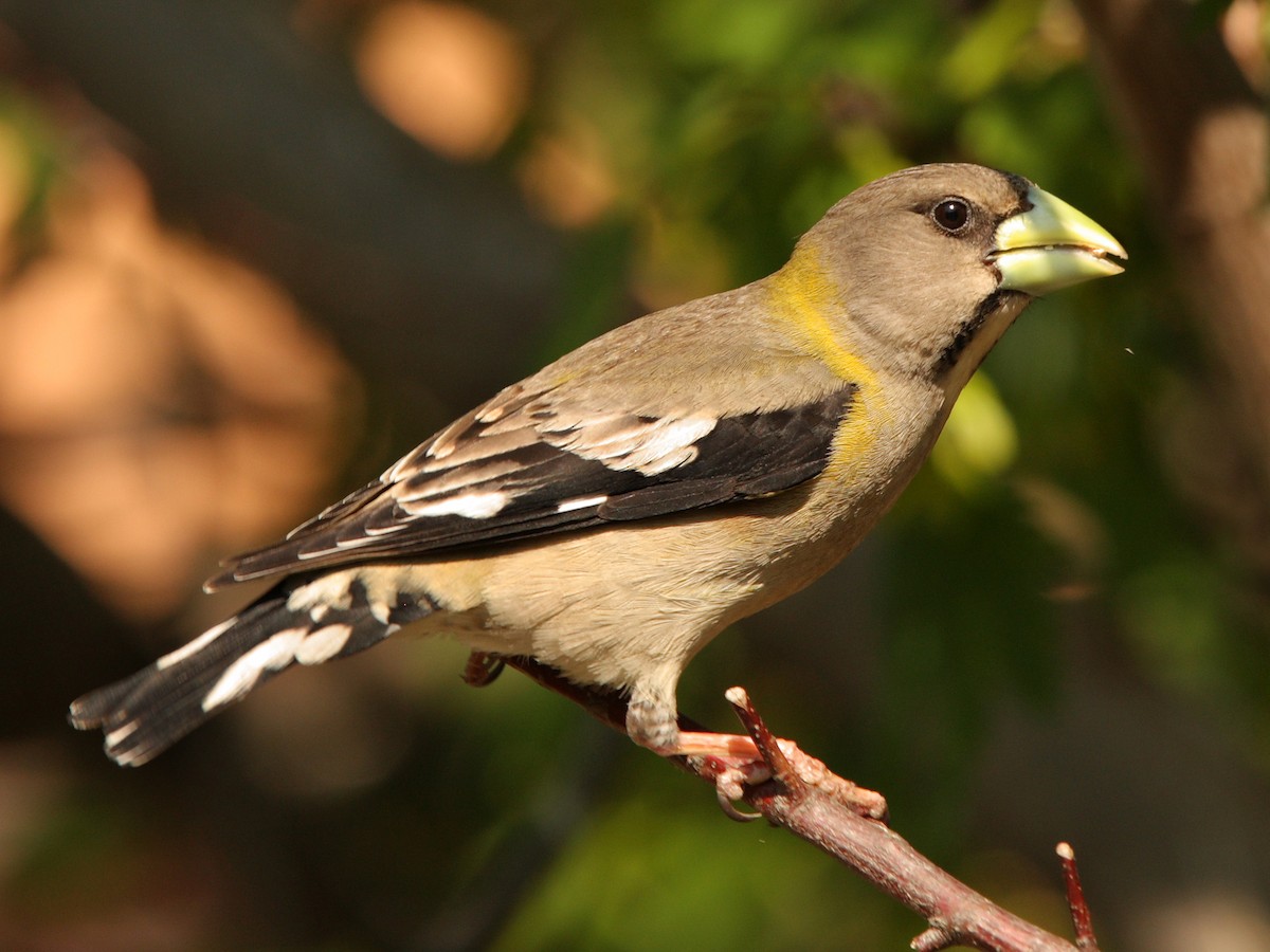 Evening Grosbeak - ML645049285