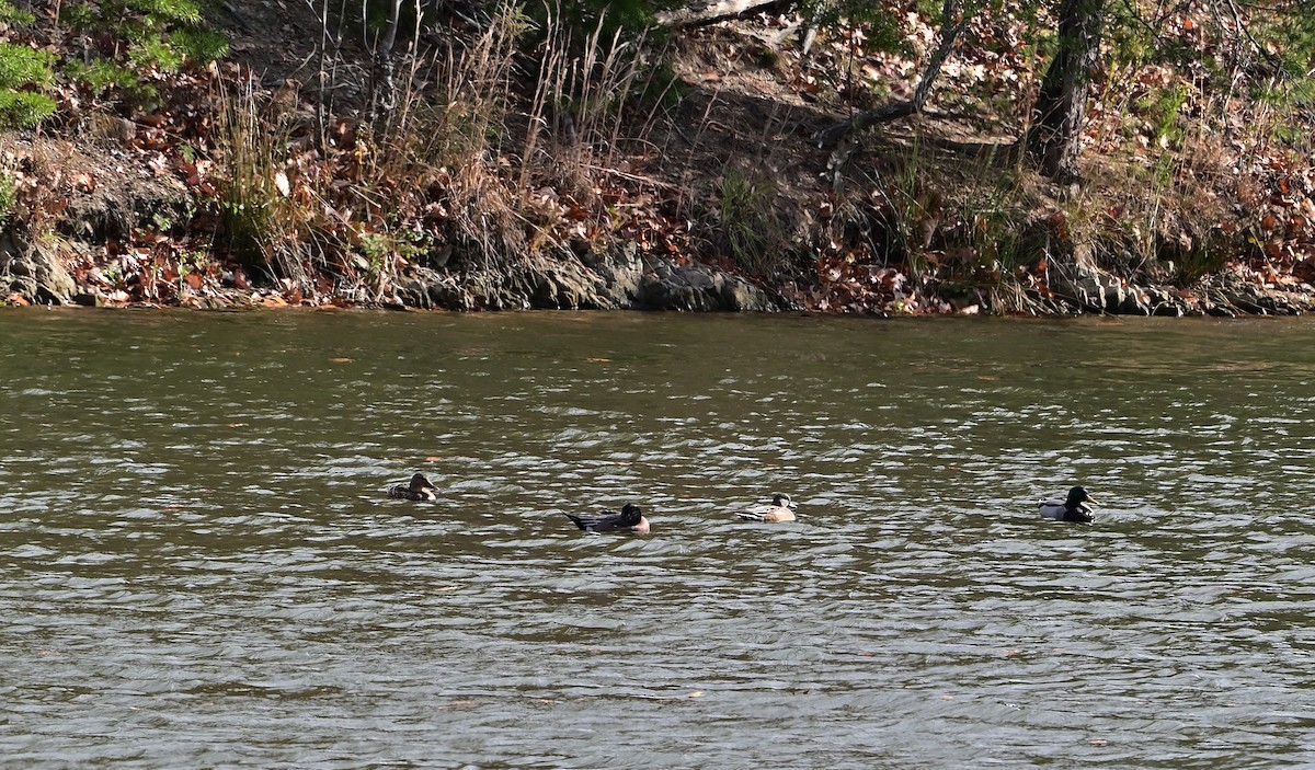 Mallard - ML645049286