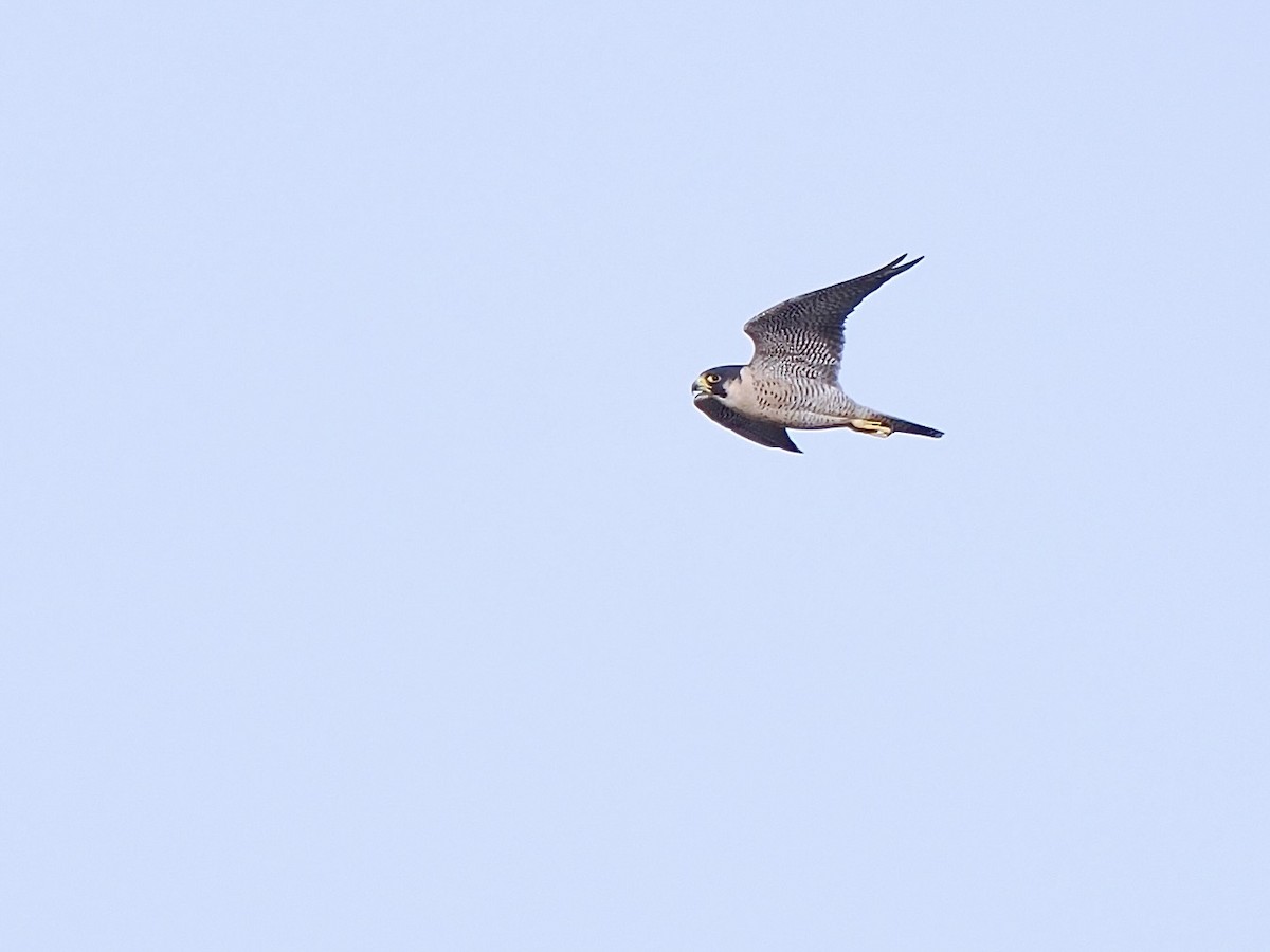 Peregrine Falcon (North American) - ML645049287