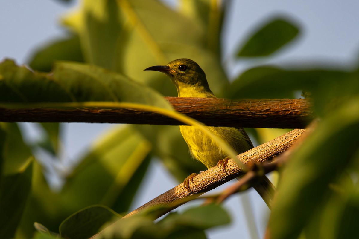 Brown-throated Sunbird - ML645049288
