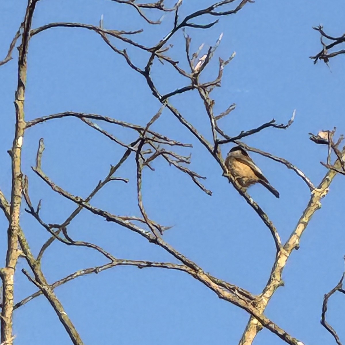 Carolina Chickadee - ML645049289