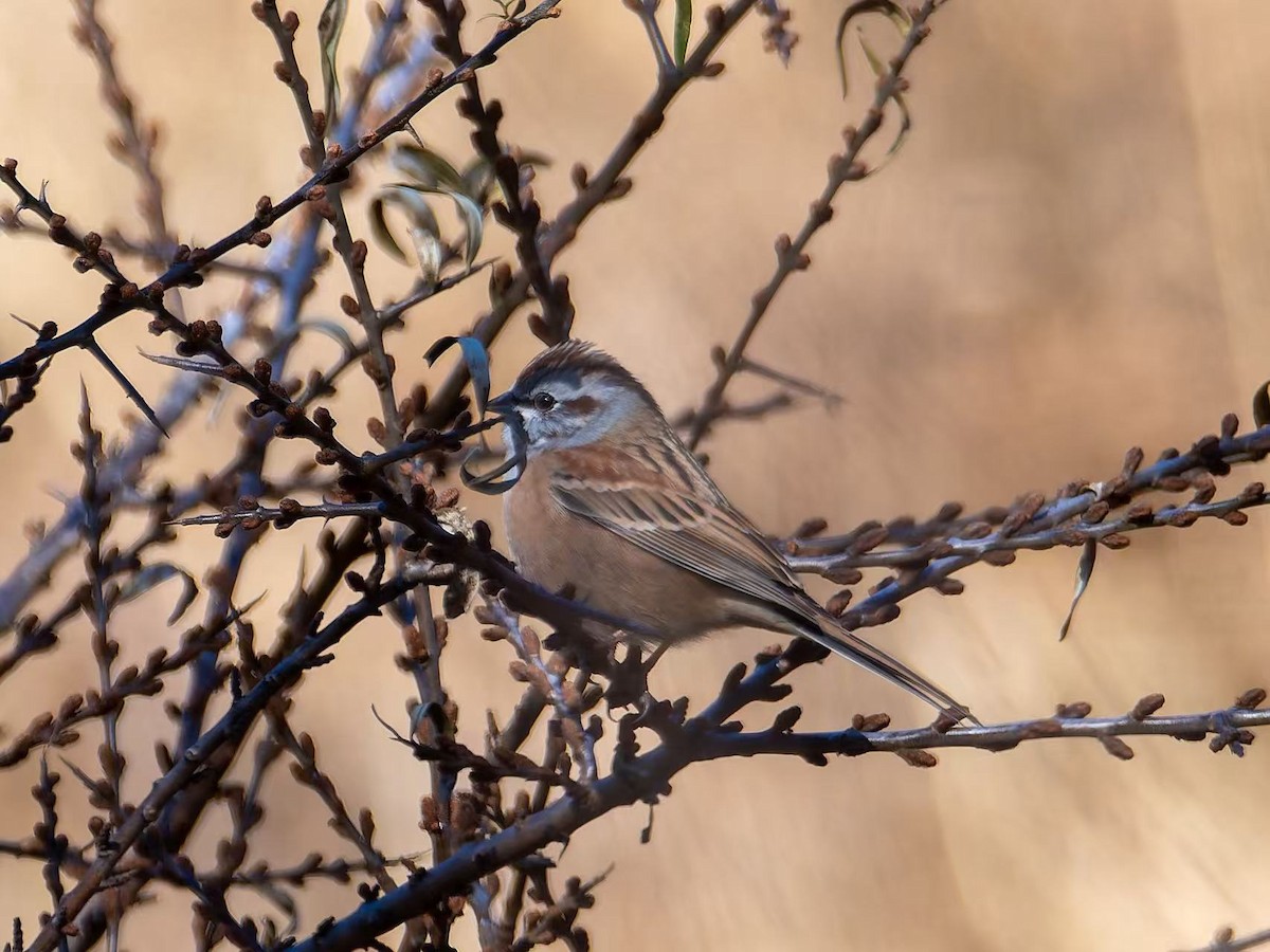 Godlewski's Bunting - ML645049290