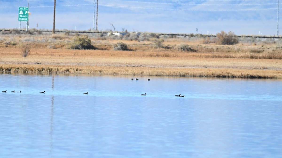 Green-winged Teal (American) - ML645049291