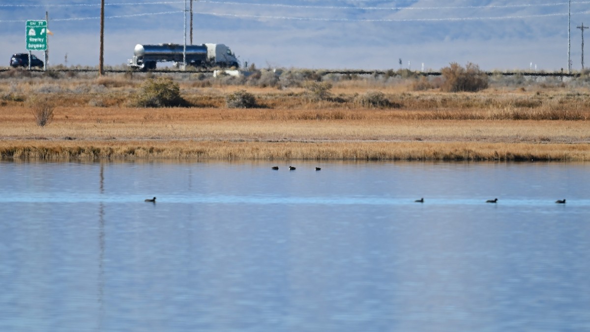 Green-winged Teal (American) - ML645049292