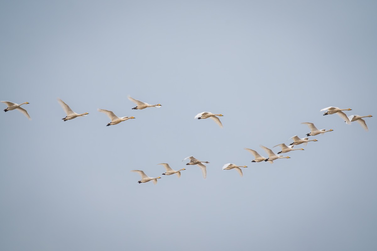 Tundra Swan - ML645049293