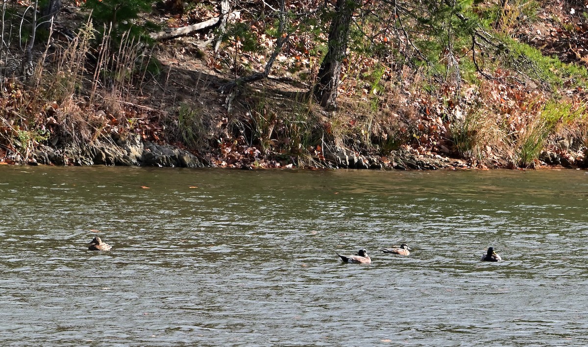 American Wigeon - ML645049294