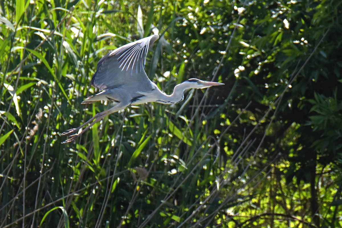 Gray Heron - ML645049295