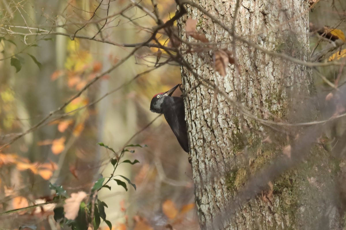 Black Woodpecker - ML645049296