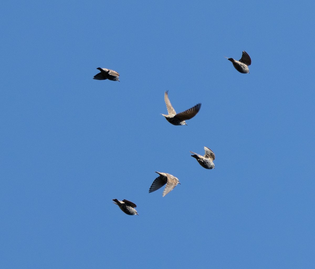 European Starling - ML645049299