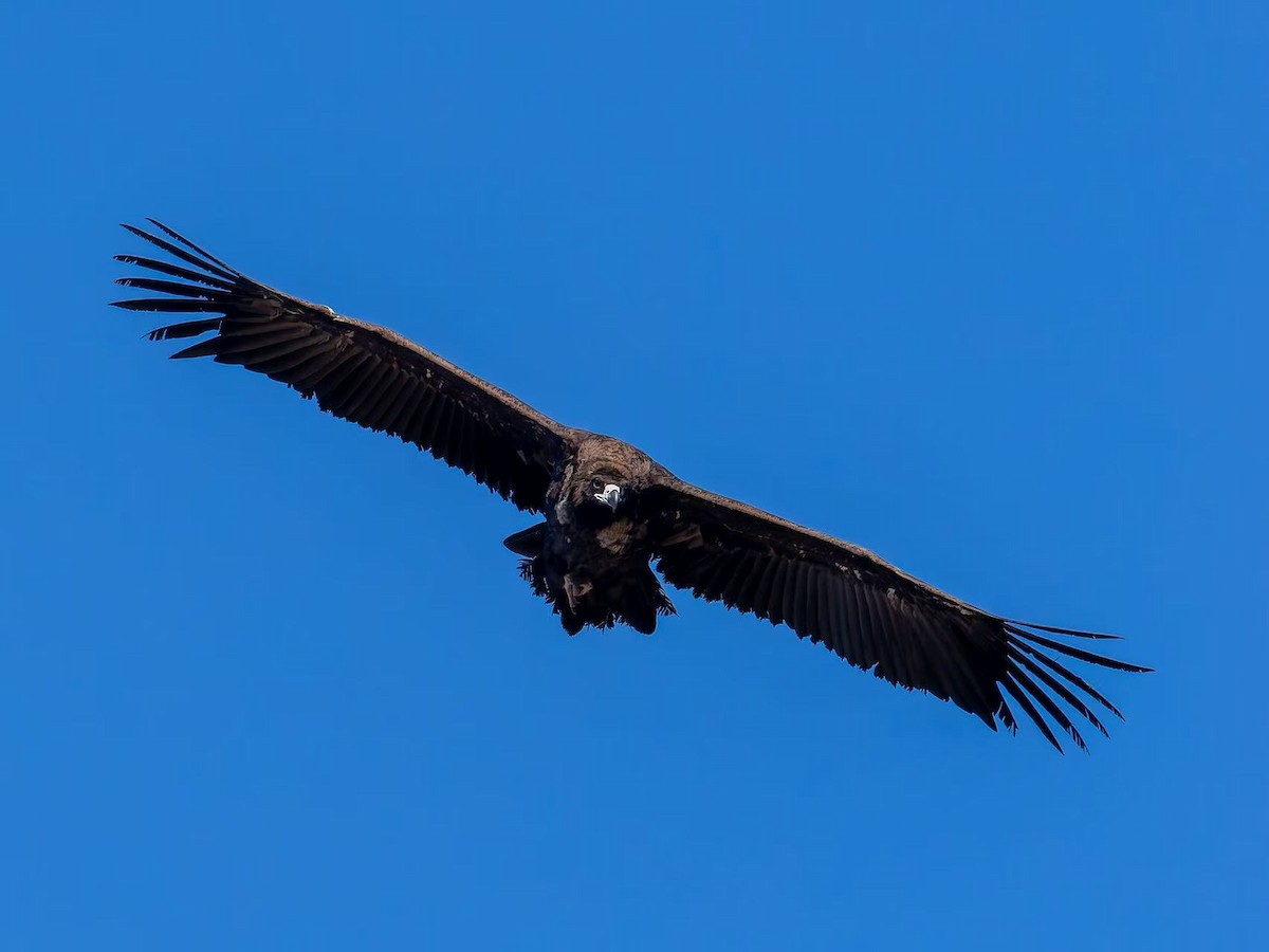 Cinereous Vulture - ML645049300