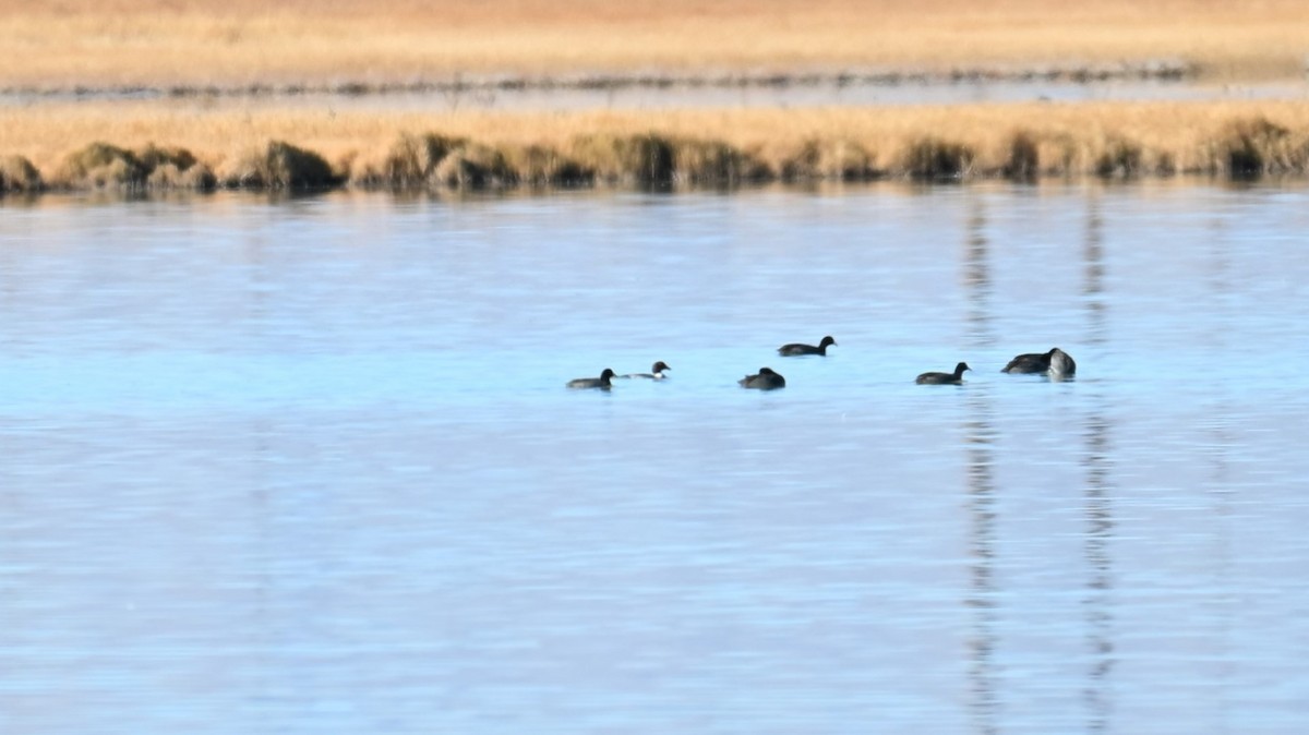Common Goldeneye - ML645049303