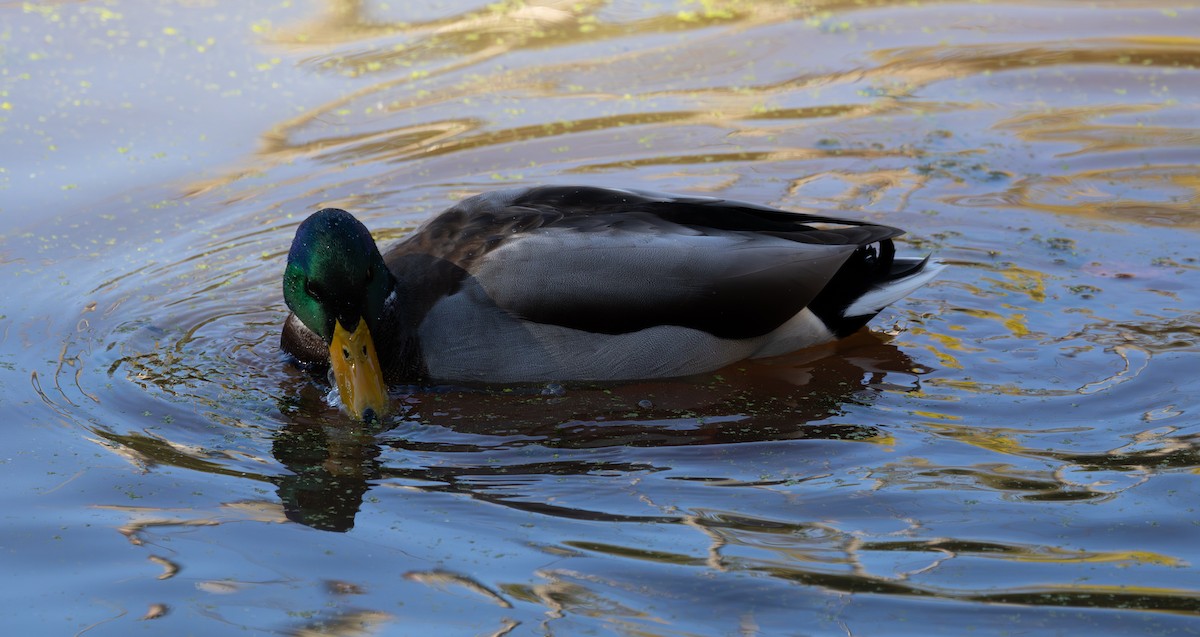 Mallard - ML645049304