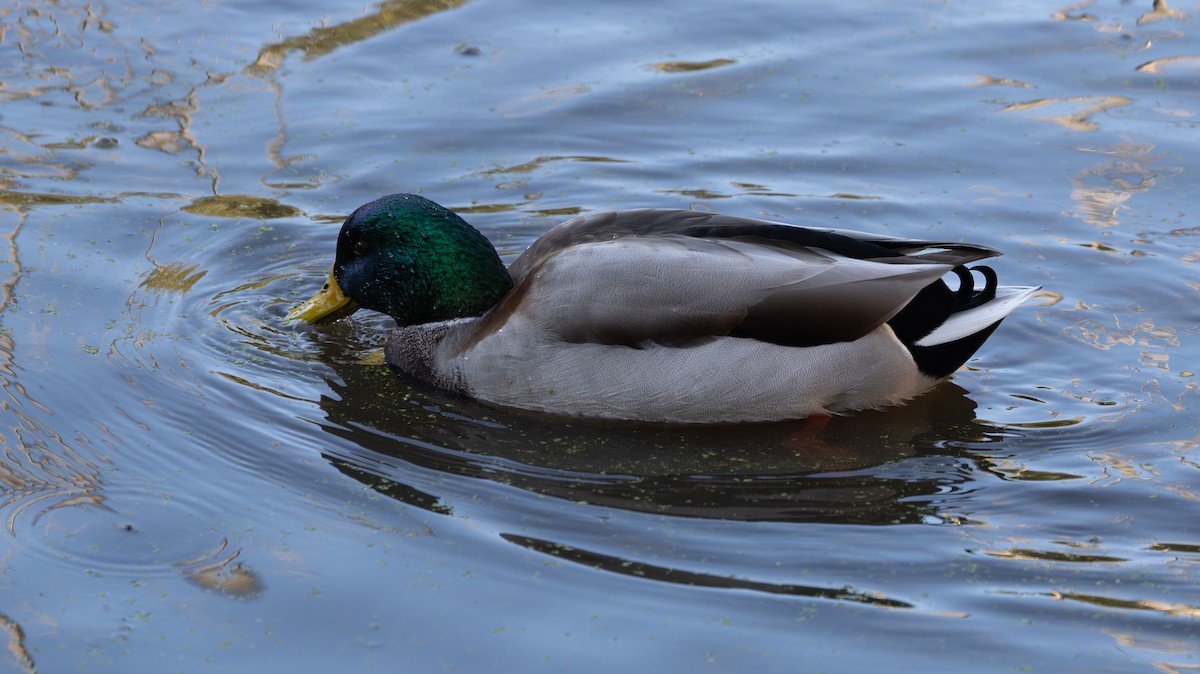 Mallard - ML645049305