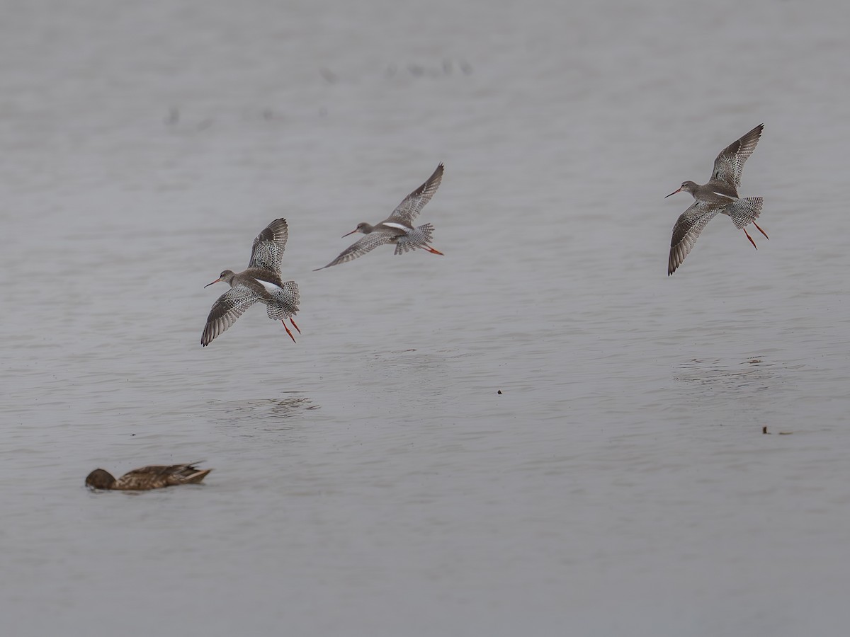 Spotted Redshank - ML645049306