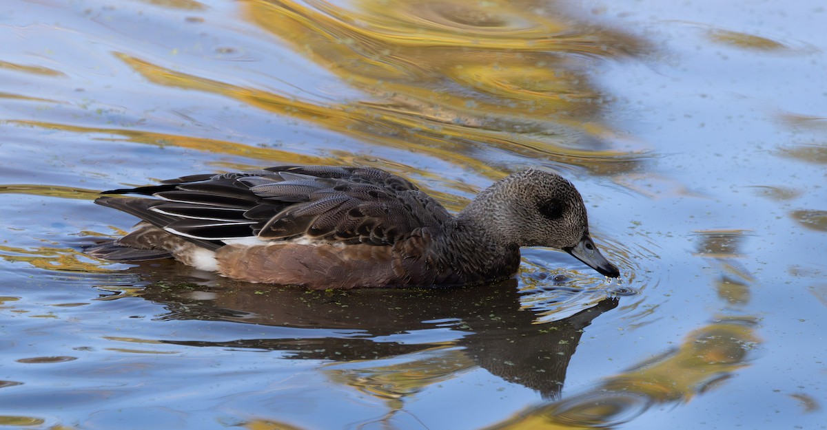American Wigeon - ML645049308