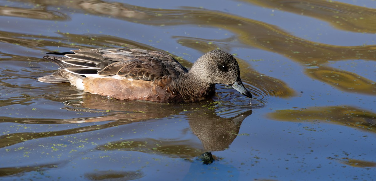 American Wigeon - ML645049309