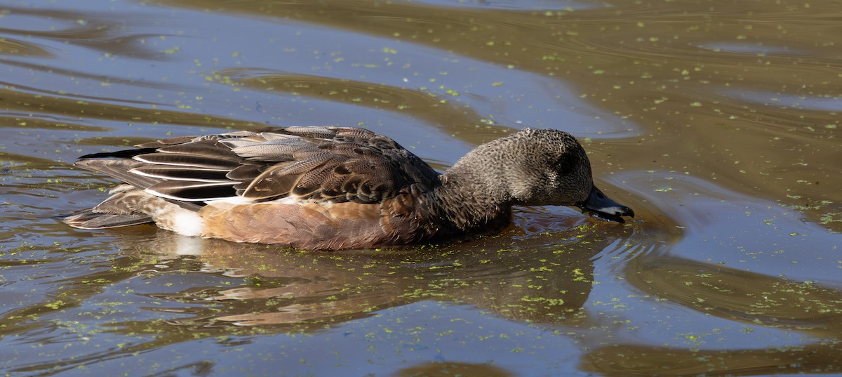 American Wigeon - ML645049310