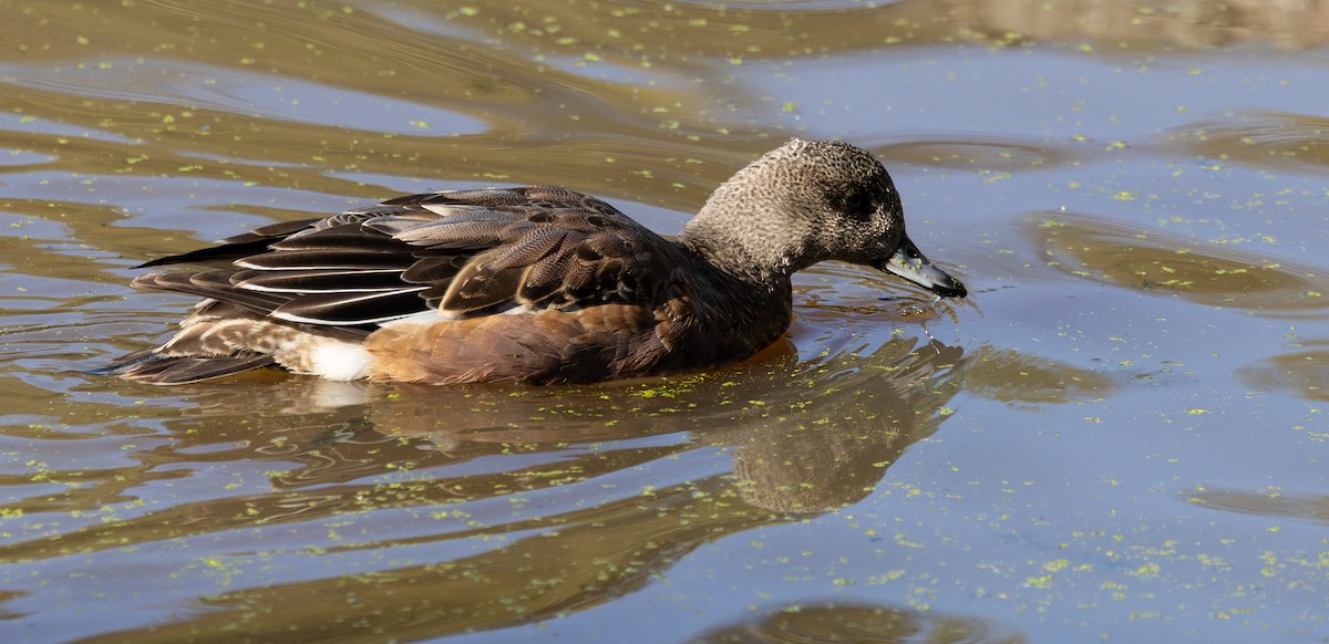 American Wigeon - ML645049311