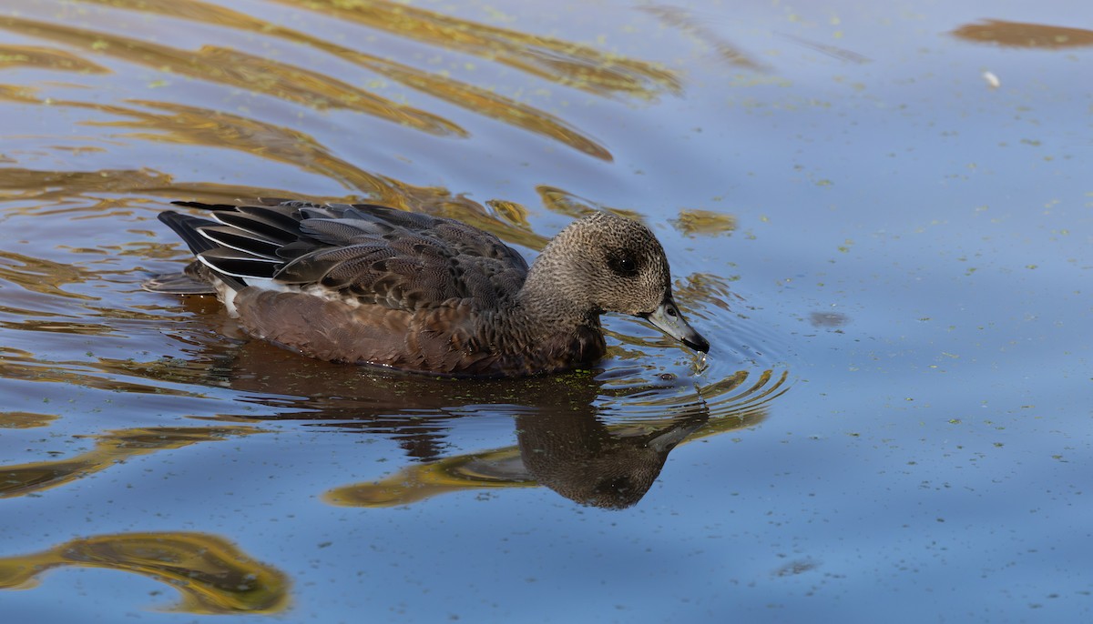 American Wigeon - ML645049312