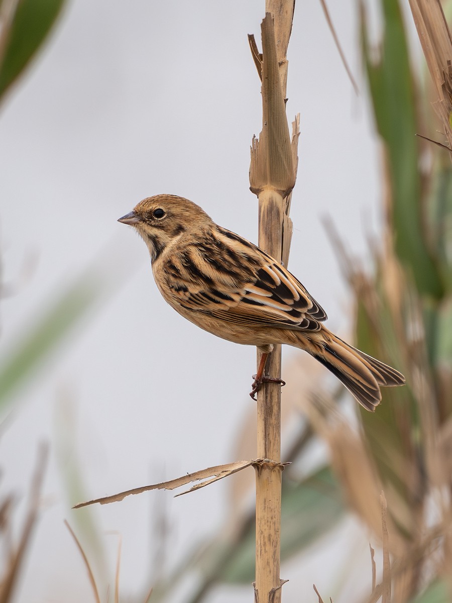 Pallas's Bunting - ML645049313