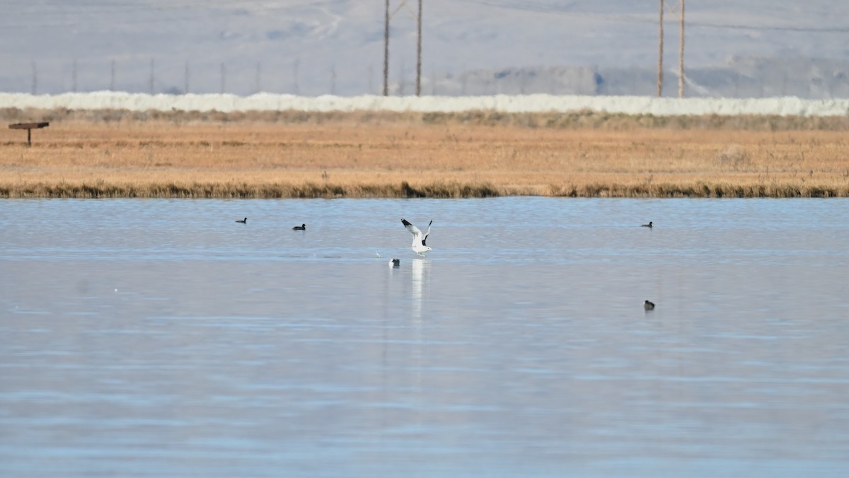 California Gull - ML645049314
