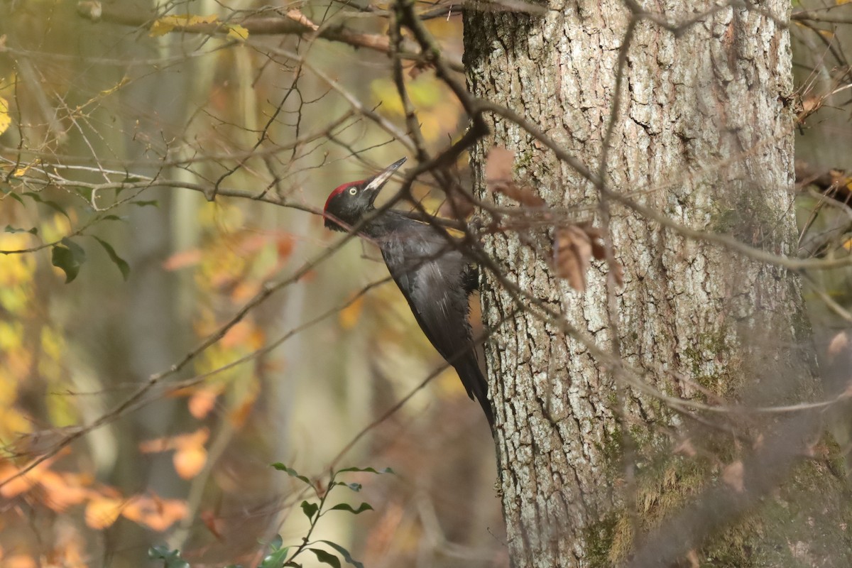 Black Woodpecker - ML645049315