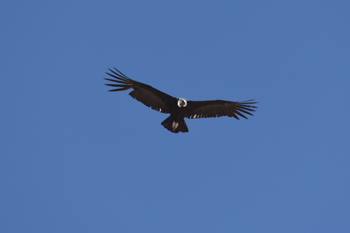 kondor andský - ML645049317