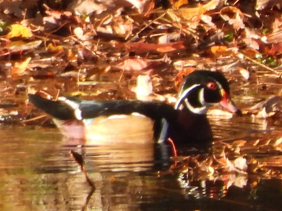 Wood Duck - ML645049318