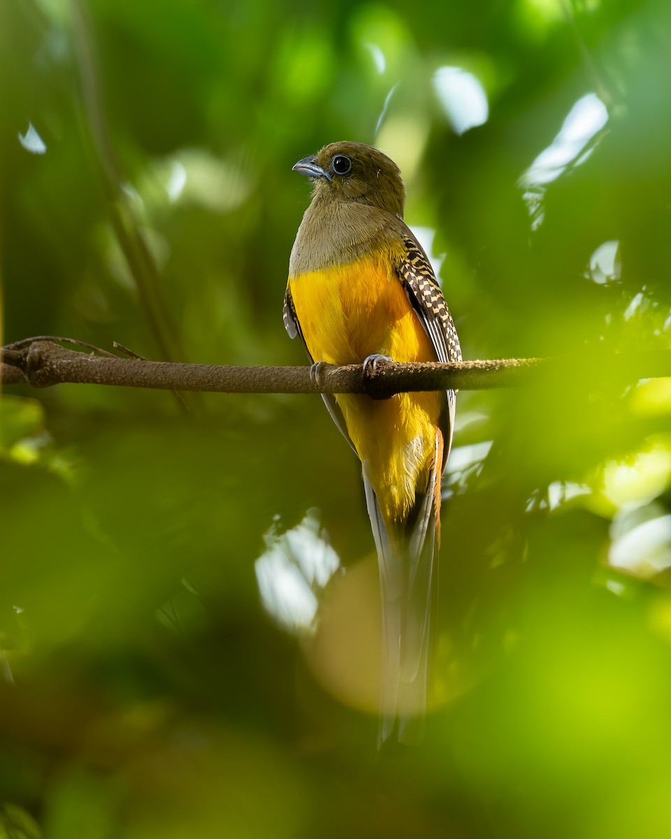 Orange-breasted Trogon - ML645049337