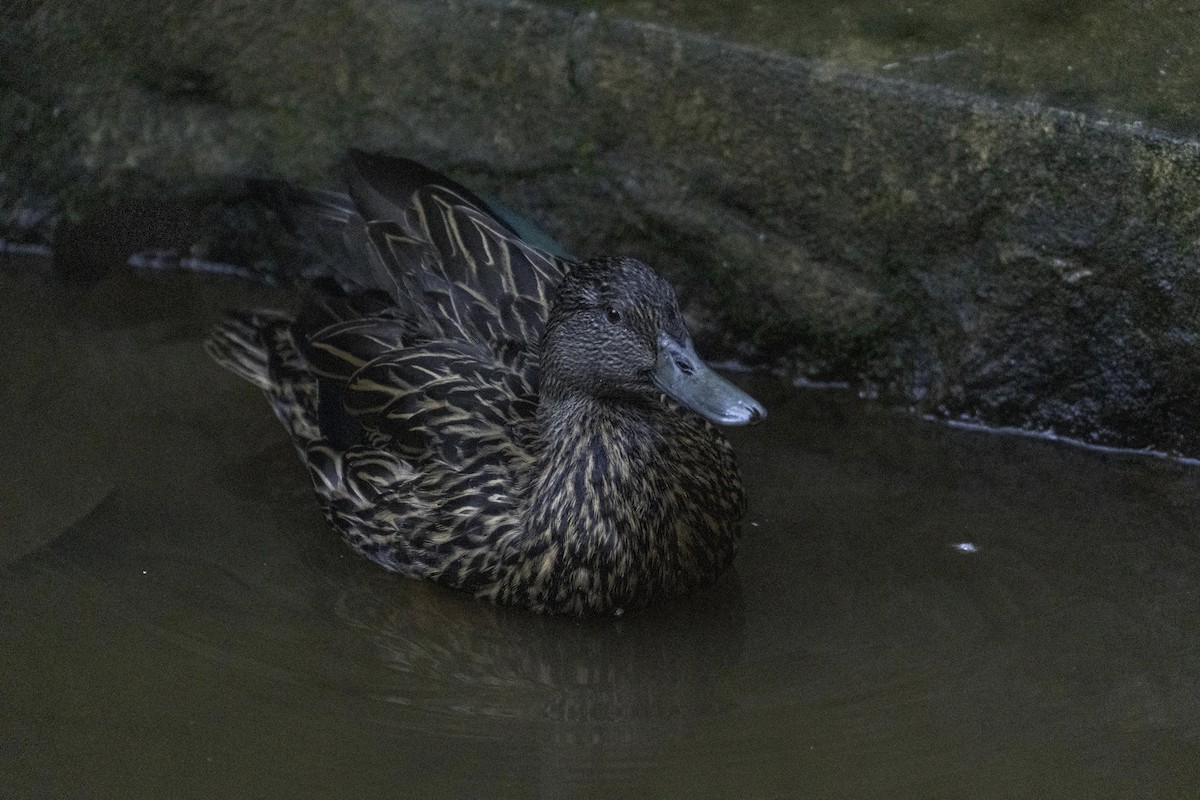 Meller's Duck - ML645049338