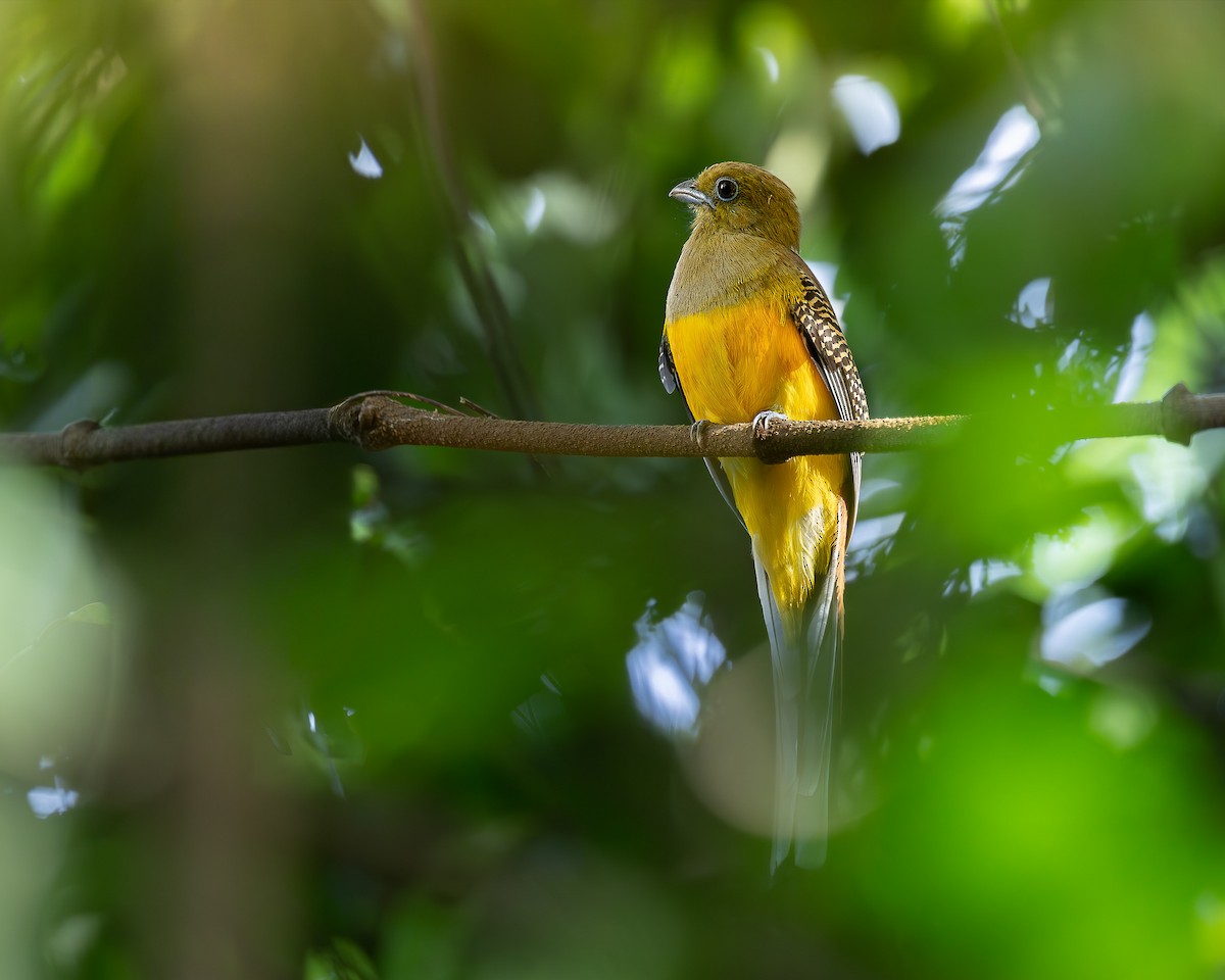 Orange-breasted Trogon - ML645049345