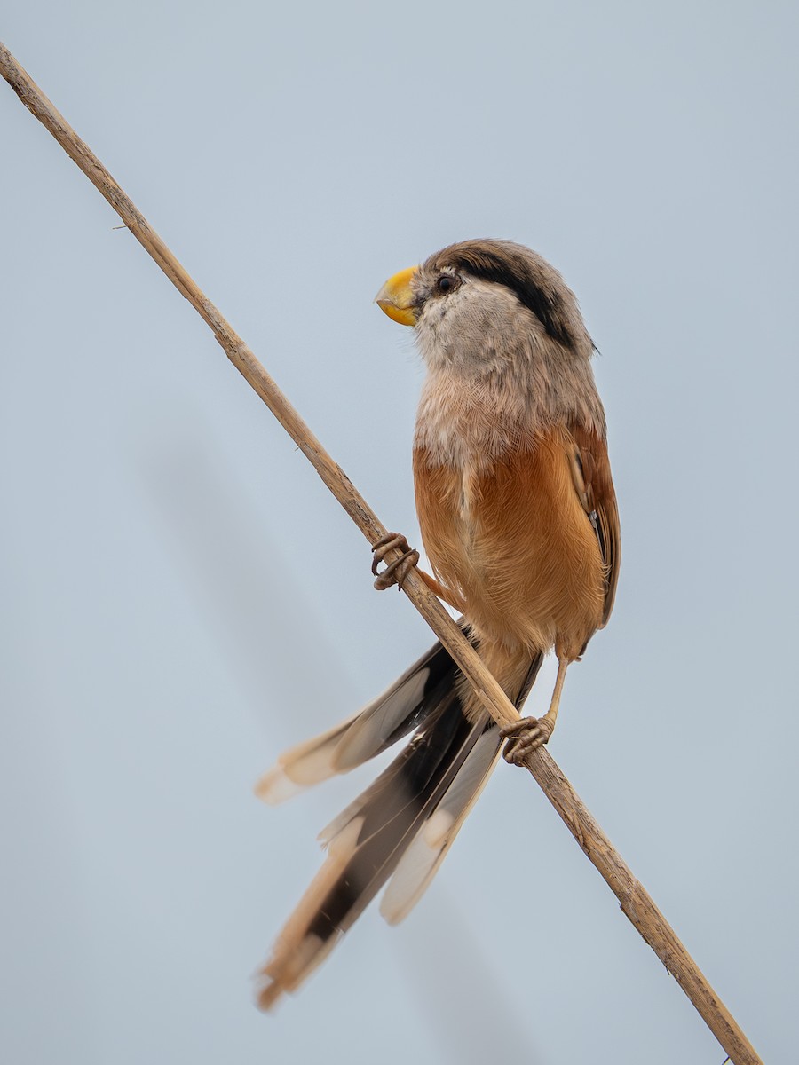 Reed Parrotbill - ML645049349