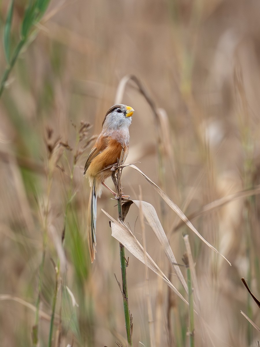 Reed Parrotbill - ML645049350