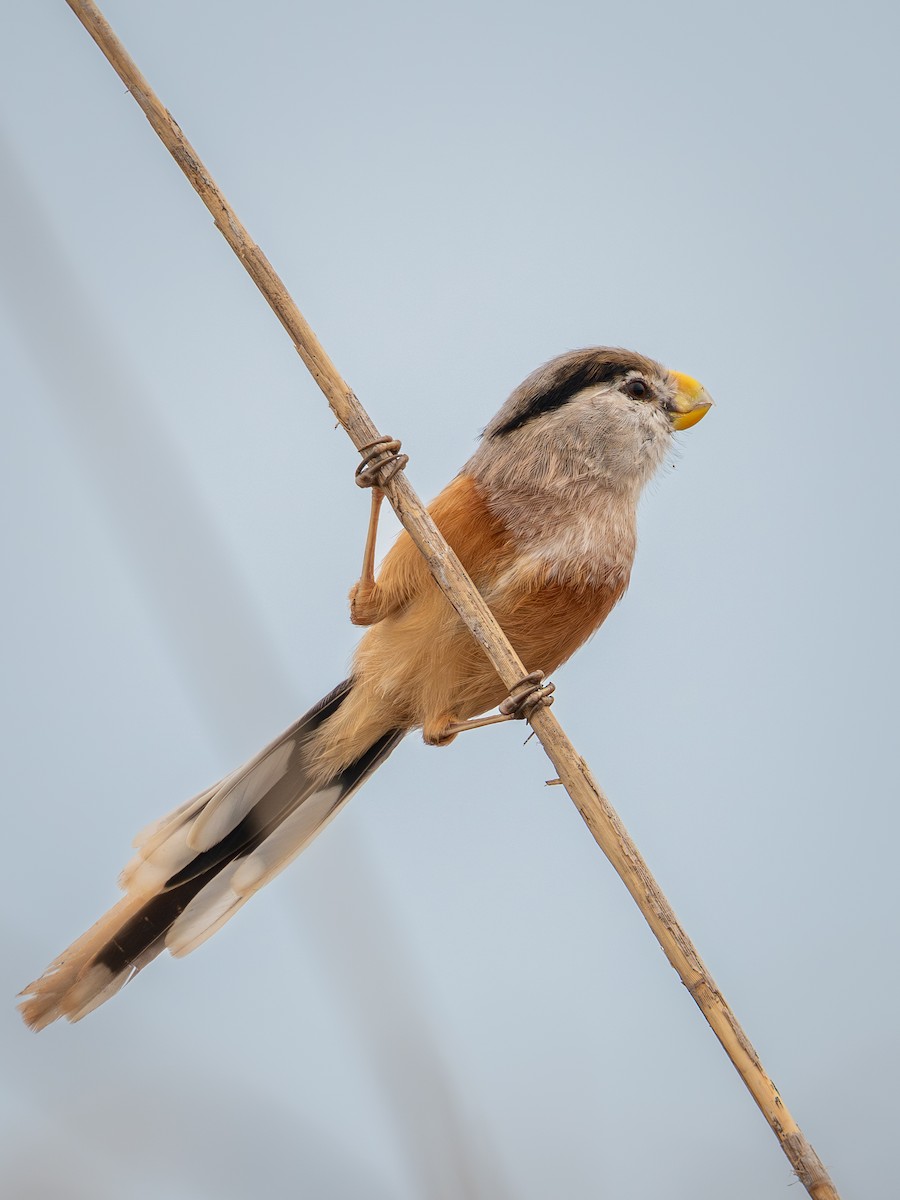 Reed Parrotbill - ML645049351